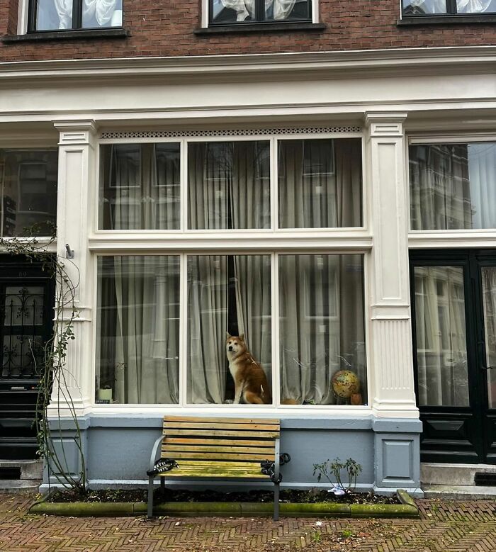 Dog sitting and peeking out of a large window behind cream curtains in a brick building with a bench outside.
