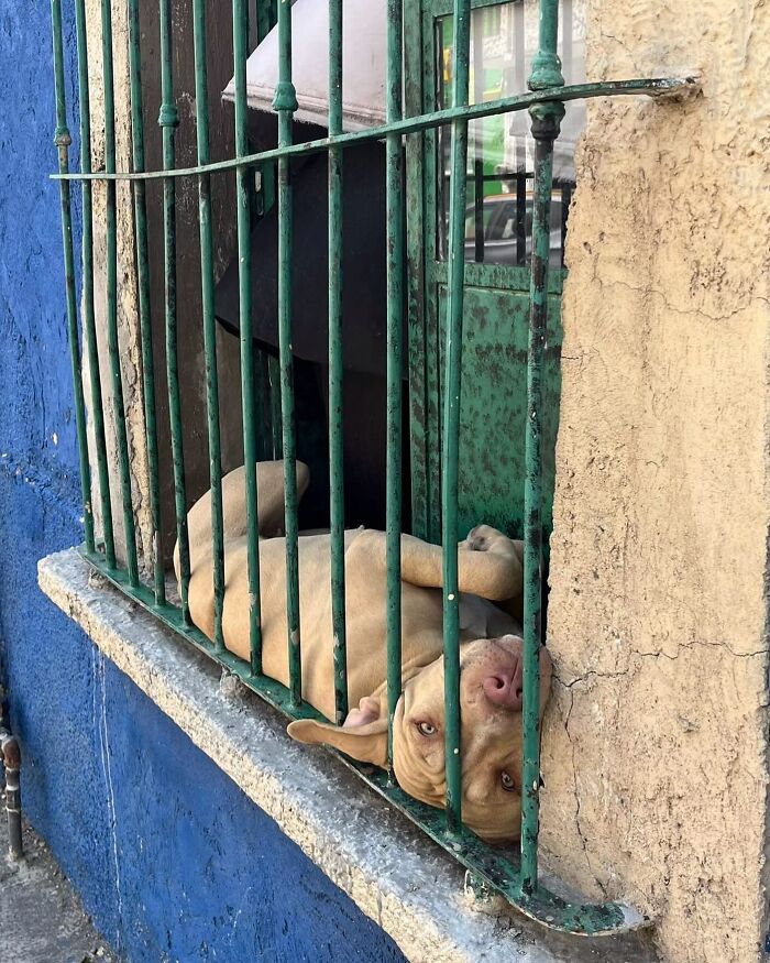 Adorable dog peeking out from behind rusty green window bars on a blue and beige textured wall.