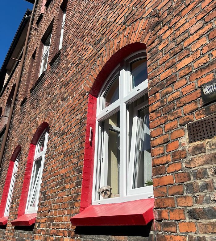 Small adorable dog caught peeking out of a window in a red-bricked building on a sunny day.