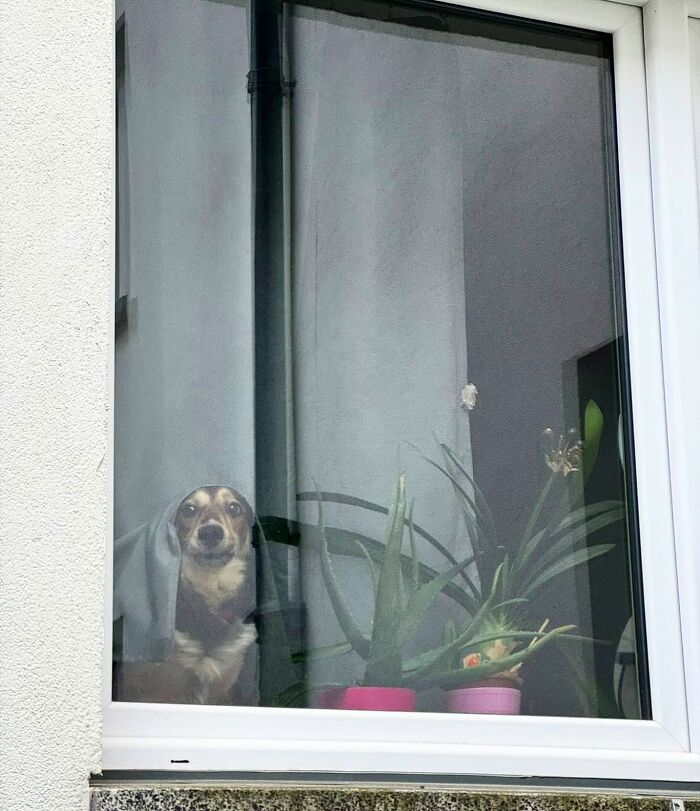 Small adorable dog peeking out of a window behind glass with potted plants on the windowsill indoors.