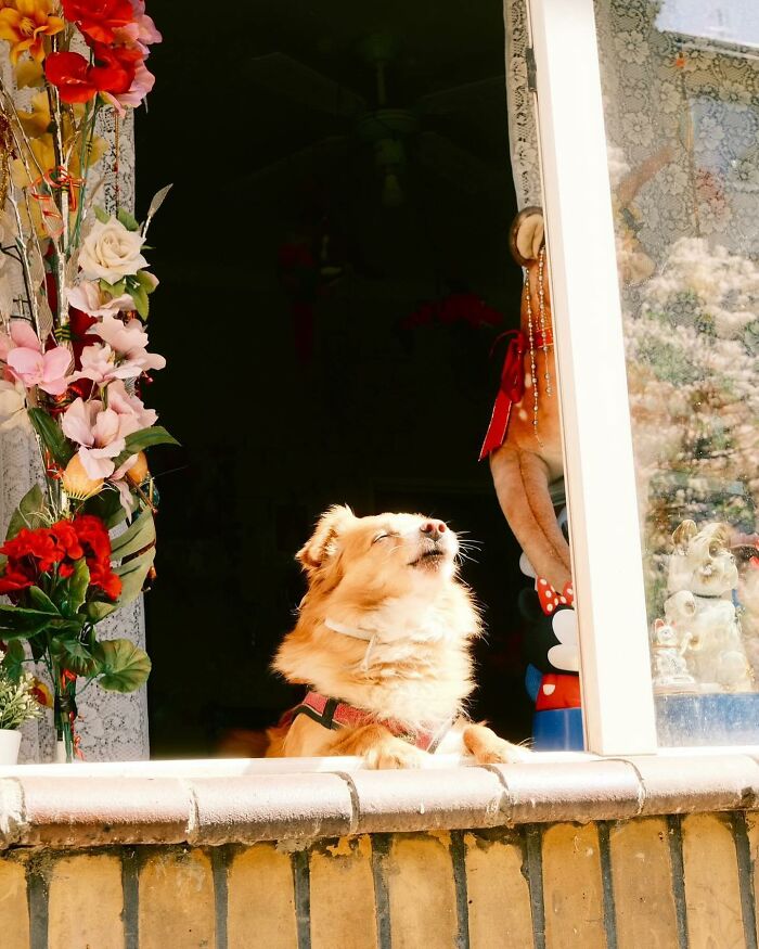 Adorable dog peeking out of a sunlit window surrounded by colorful flowers and decorative items in a cozy home.