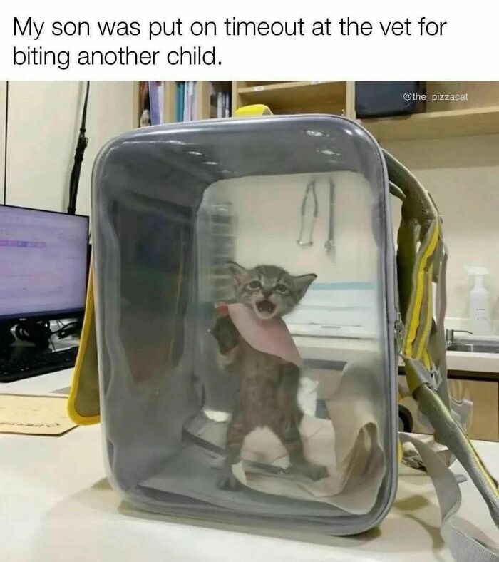 Funny meme of a kitten in a transparent backpack at the vet, portraying a timeout for biting another child.