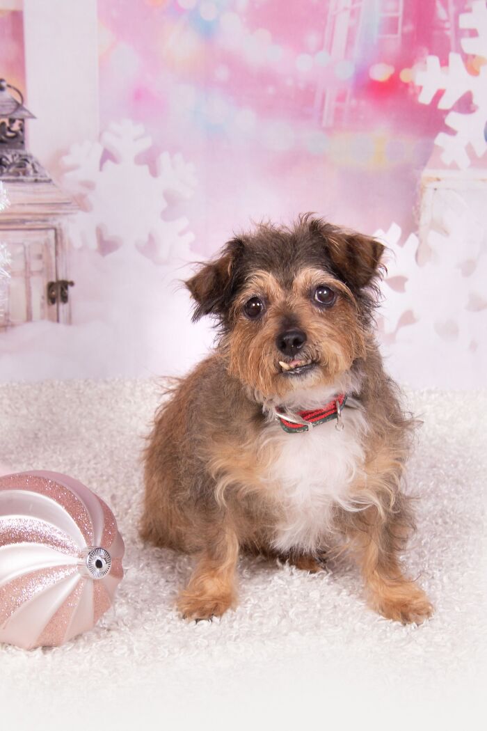 Senior dog with scruffy fur sitting on white carpet near holiday ornament in sanctuary for senior dogs.