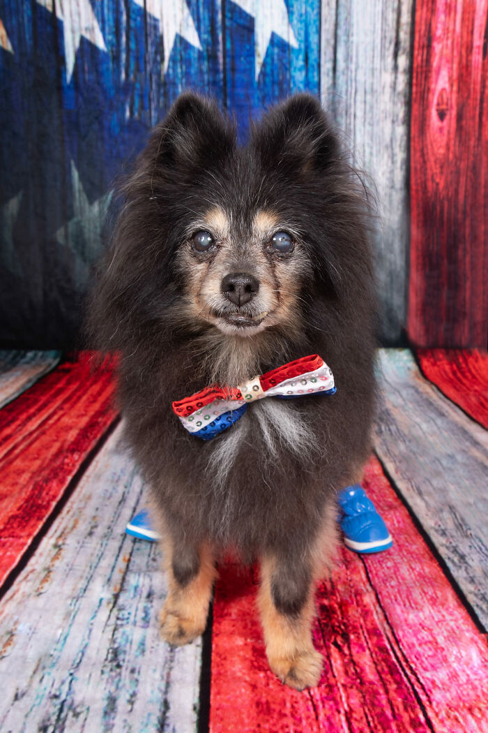 Senior dog wearing a red white and blue bow tie in a patriotic setting at a sanctuary for senior dogs golden residents