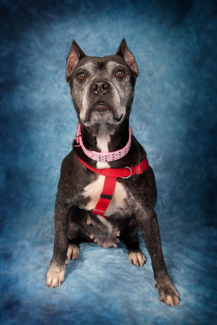 Senior dog with gray fur wearing pink collar and red harness, sitting against a blue backdrop at a dog sanctuary photoshoot.