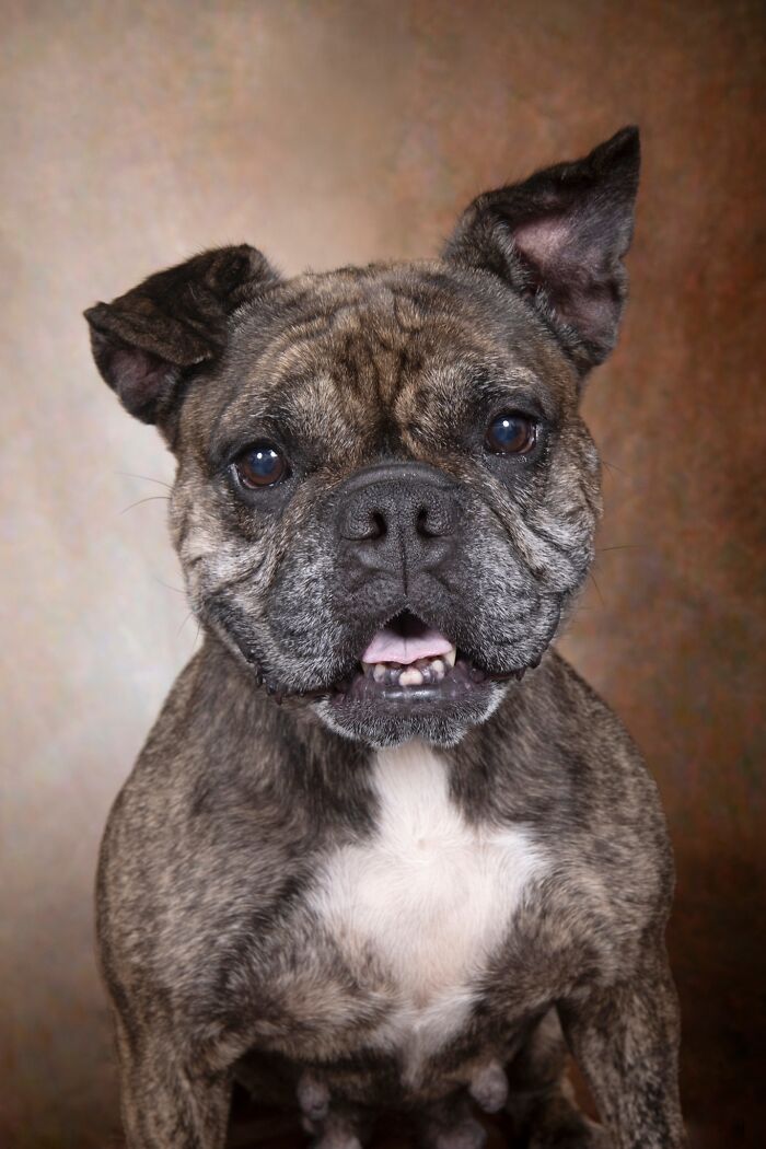 Senior dog with brindle coat and white chest sitting against a neutral background in a sanctuary for senior dogs.