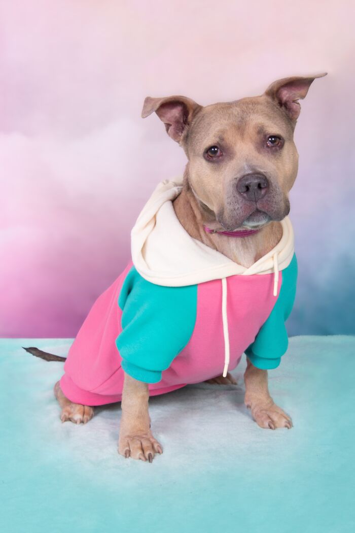 Senior dog wearing a colorful hoodie posing against a soft pastel background at a sanctuary for senior dogs.