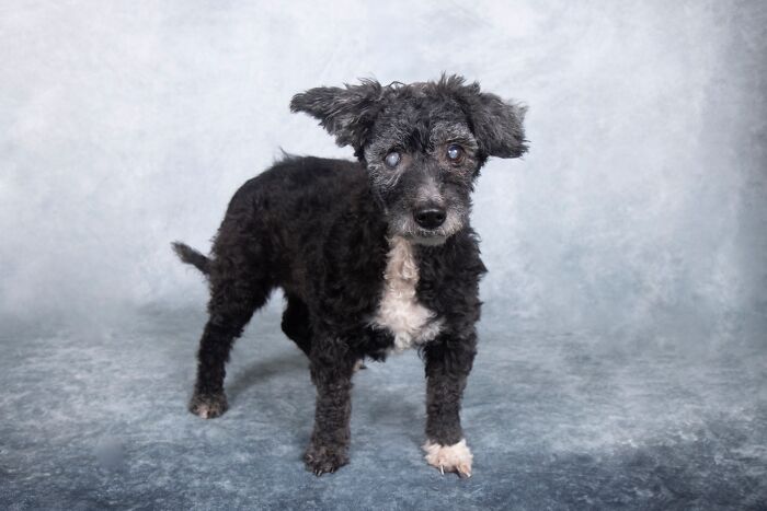 Senior dog with curly black and white fur standing in a studio setting, representing a sanctuary for senior dogs.