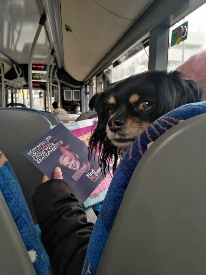 Cute dog looking back from a bus seat while a person reads on a public bus in a funny dog photo moment