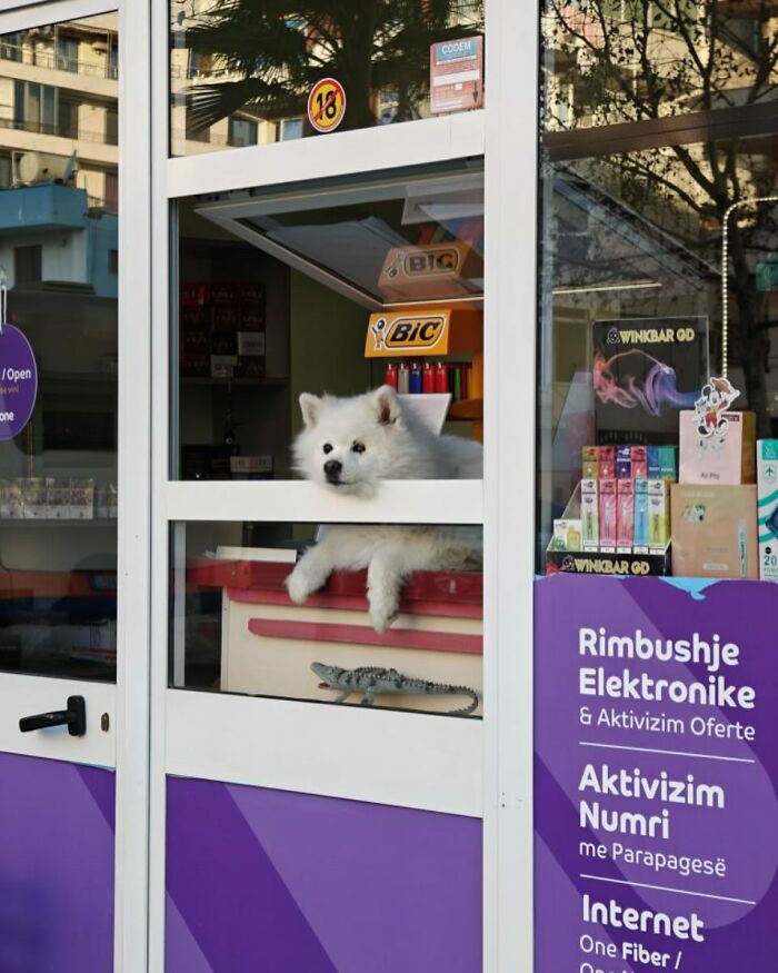 White fluffy dog caught peeking out of a window in a storefront with colorful products inside and a purple sign outside.