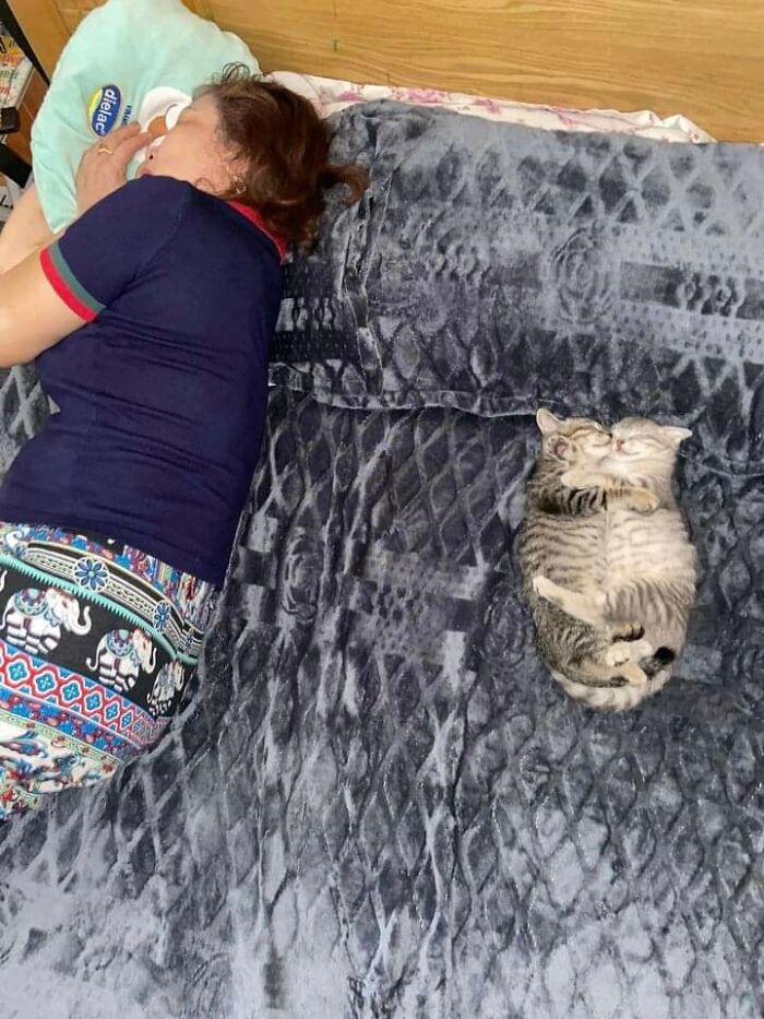 Two kittens cuddling while sleeping side by side on a patterned blanket, capturing hilarious moments caught on camera.