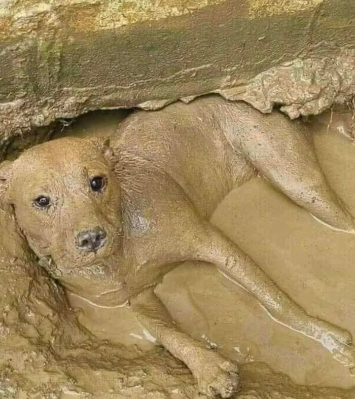 A funny and cute dog covered in mud lying in a shallow muddy hole with a curious expression.