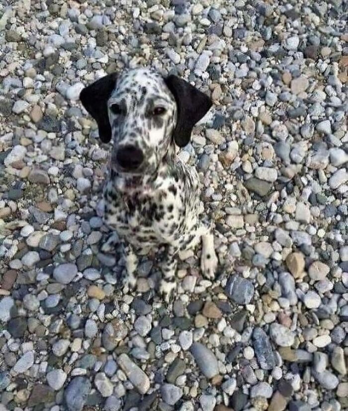 Dalmatian puppy sitting on a pebble beach, a funny and cute dog photo that might make you smile today.