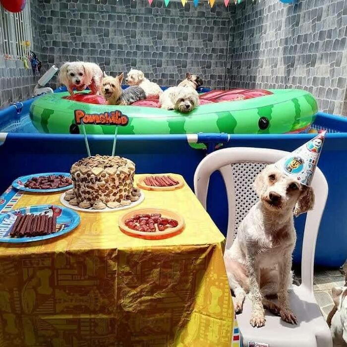 Cute dogs wearing a party hat next to a table with treats and cake, with more dogs relaxing in a pool nearby.