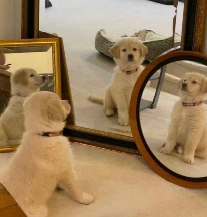 Cute dog puppy looking at its reflection in multiple mirrors, creating a funny and adorable scene with reflections.