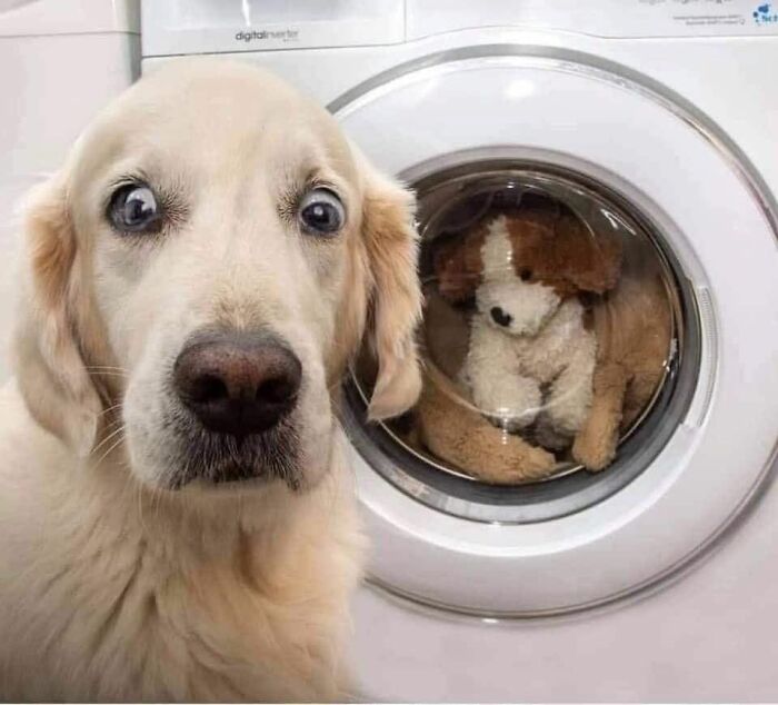 Funny and cute dog with wide eyes sitting next to a washing machine containing a stuffed dog toy inside the drum.