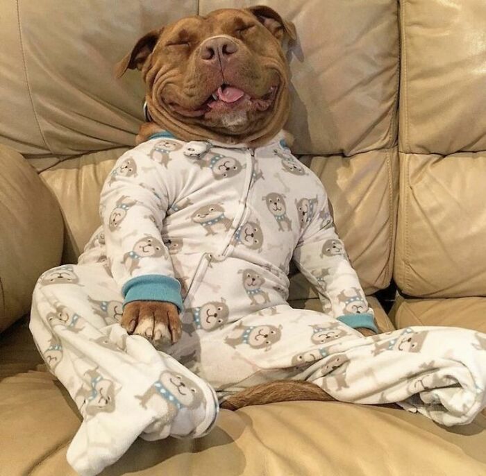 Smiling dog wearing cute printed pajamas sitting comfortably on a beige leather couch in a relaxed pose.