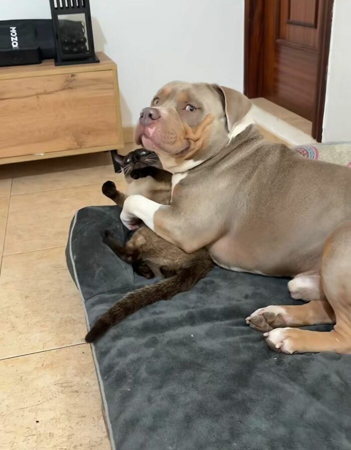 Funny and cute dog lying on a bed with a cat, showing a heartwarming and playful moment indoors.