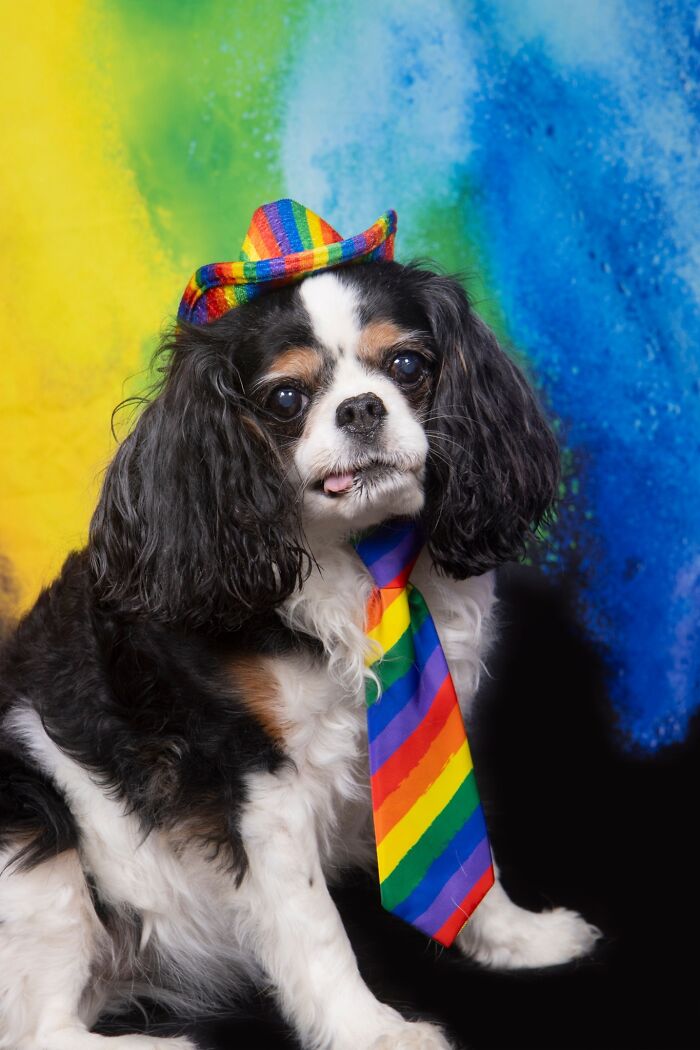 Senior dog wearing a colorful hat and tie, posing against a vibrant rainbow-colored background at a dog sanctuary.
