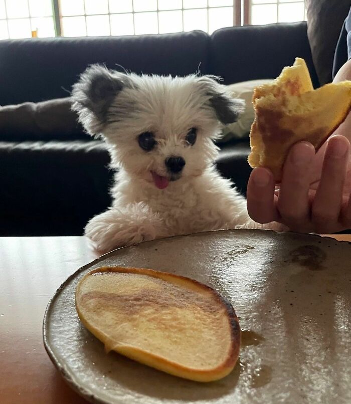 Small fluffy dog with tongue out looking at pancake on table, a cute and funny dog photo that might make you smile today.