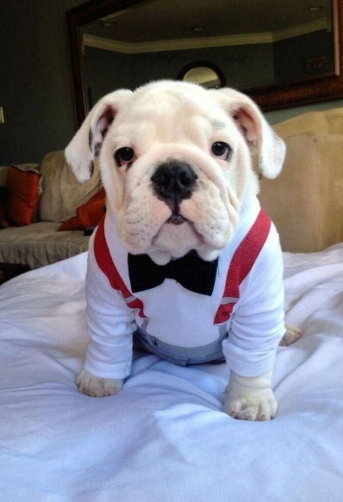 Cute bulldog puppy dressed in a tuxedo outfit, sitting on a bed with a cozy living room background.