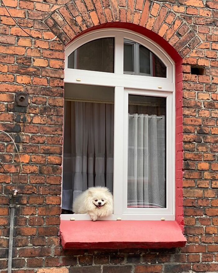 Small fluffy dog happily peeking out of a window framed by red and brown brick wall.