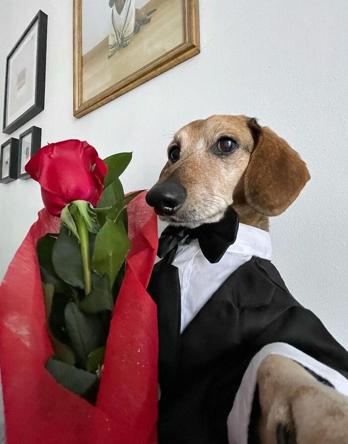 Cute dog dressed in a tuxedo holding a red rose bouquet, one of the funny and cute dog photos to make you smile today.