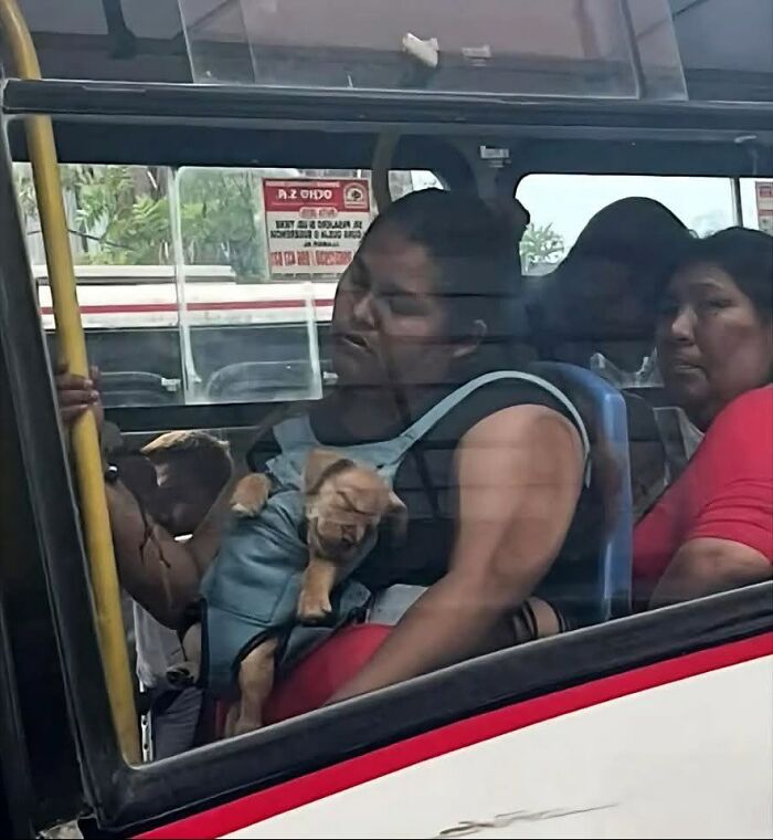 Woman sleeping on a bus holding a cute dog puppy in her lap for a funny and adorable dog photo.