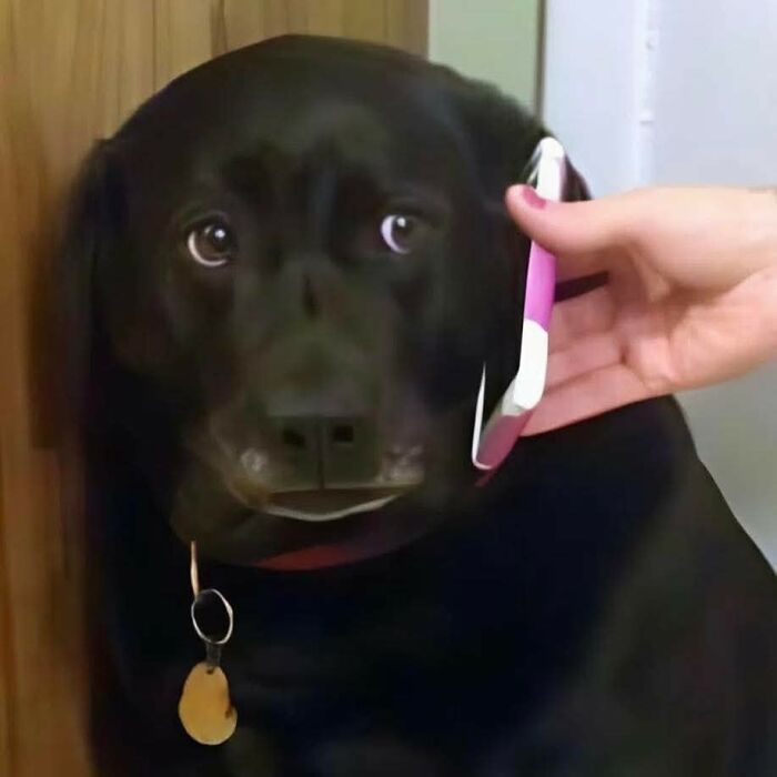 Black dog with a concerned expression listening to a phone held by a human hand, showcasing sweet human-animal bonds.
