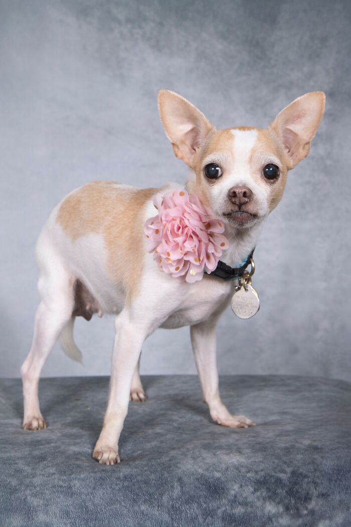Senior dog wearing a pink flower collar posing indoors at a sanctuary for senior dogs golden residents.