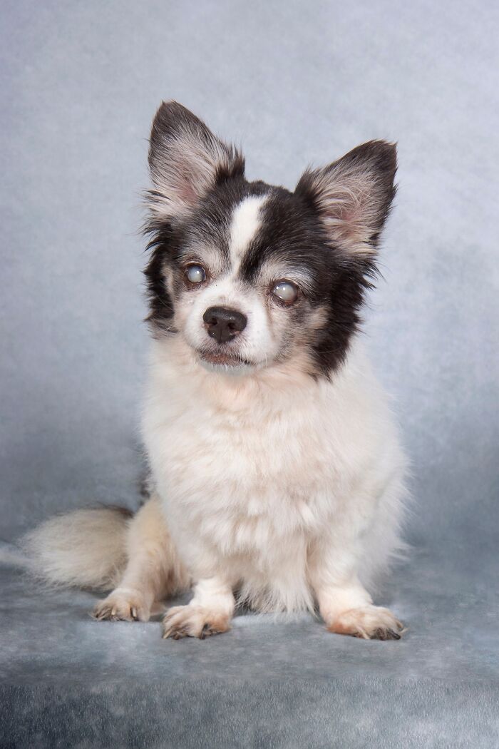 Senior dog with cloudy eyes sitting on a gray backdrop in a sanctuary caring for golden residents.