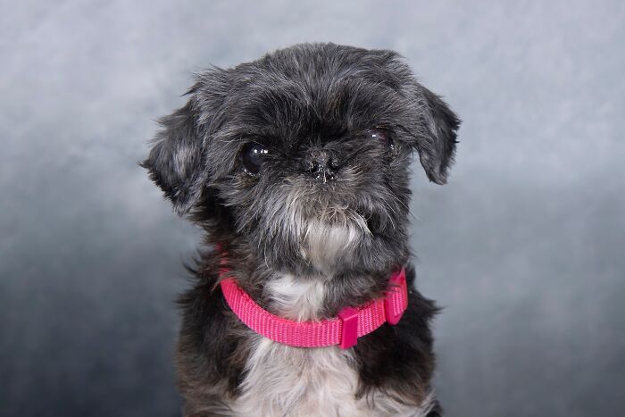 Senior dog with black and gray fur wearing a pink collar at a sanctuary for senior dogs, looking gentle and calm.