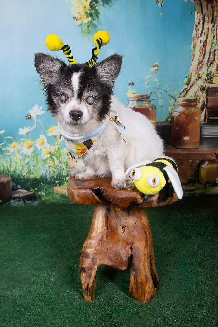Senior dog dressed as a bee sitting on wooden stool with bee toy, part of a sanctuary for senior dogs golden residents.