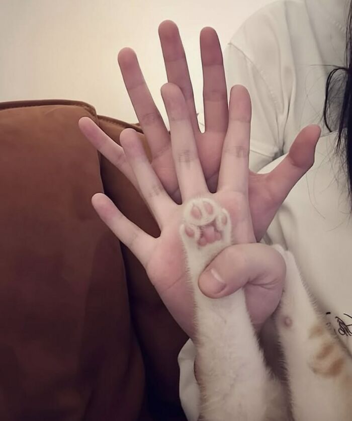 Cat paw placed on a person's hand, highlighting the natural comedy and charm of cats as seen on viral Facebook pages.