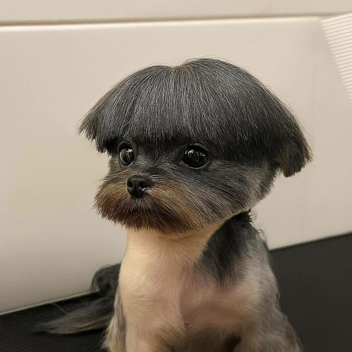 Small dog with a unique haircut resembling a bowl cut, showcasing one of the funny and cute dog photos that might make you smile.
