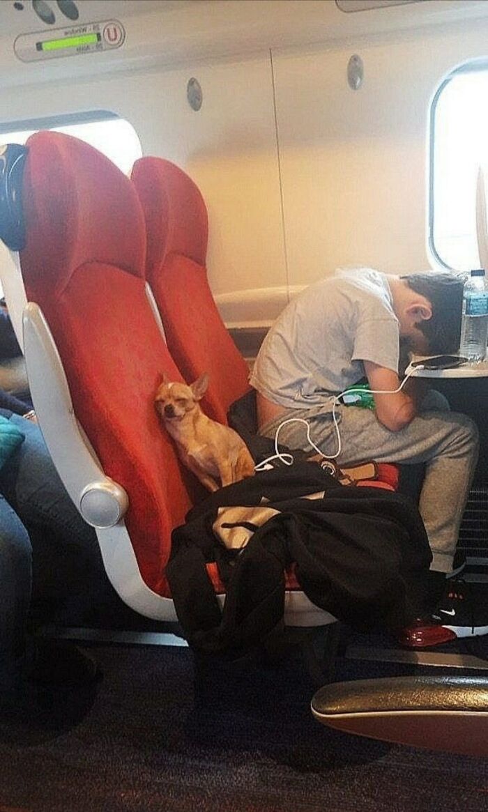 Small cute dog sitting on a red train seat next to a sleeping person, showcasing funny and adorable dog moments.