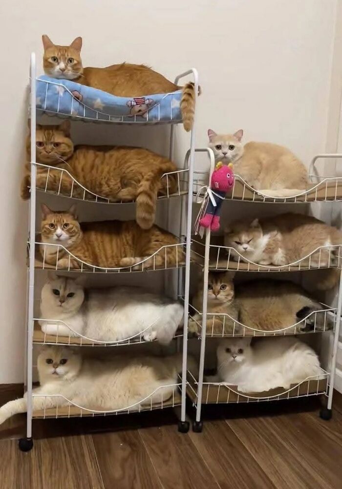 Multiple cats resting on tiered metal racks indoors, showcasing cats as natural comedians in a viral Facebook post.