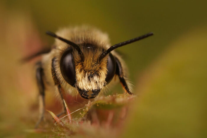Close-up of a bee on a plant illustrating weird iconic satisfying situations people said not my problem anymore.