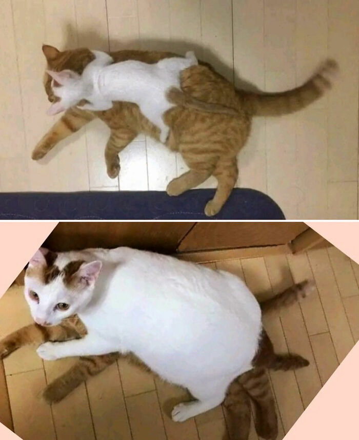 Two photos showing cats in funny positions, highlighting the natural comedian nature of cats in viral images.