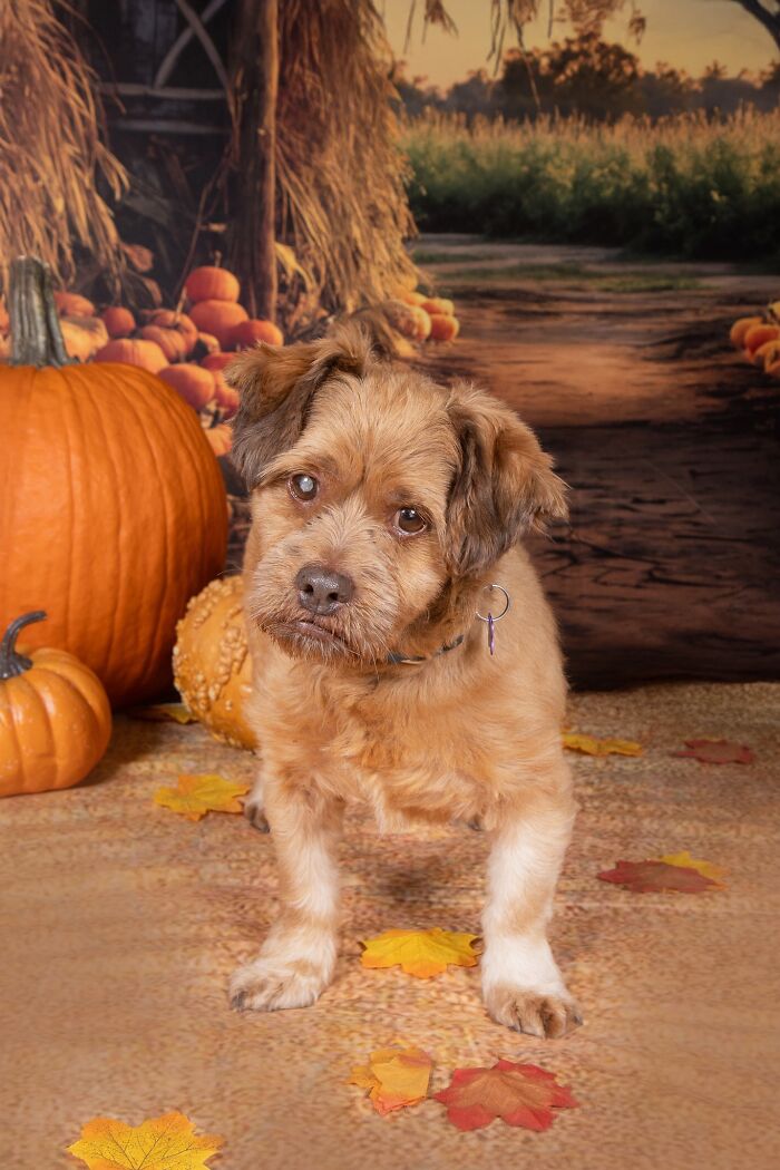 Senior dog standing among autumn leaves and pumpkins in a warm, heartwarming sanctuary setting.