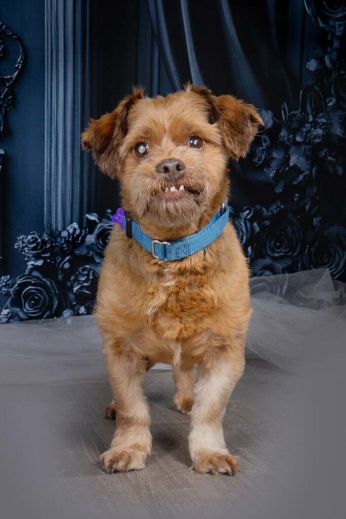 Senior dog with a blue collar standing indoors against a dark floral backdrop at a sanctuary for senior dogs.