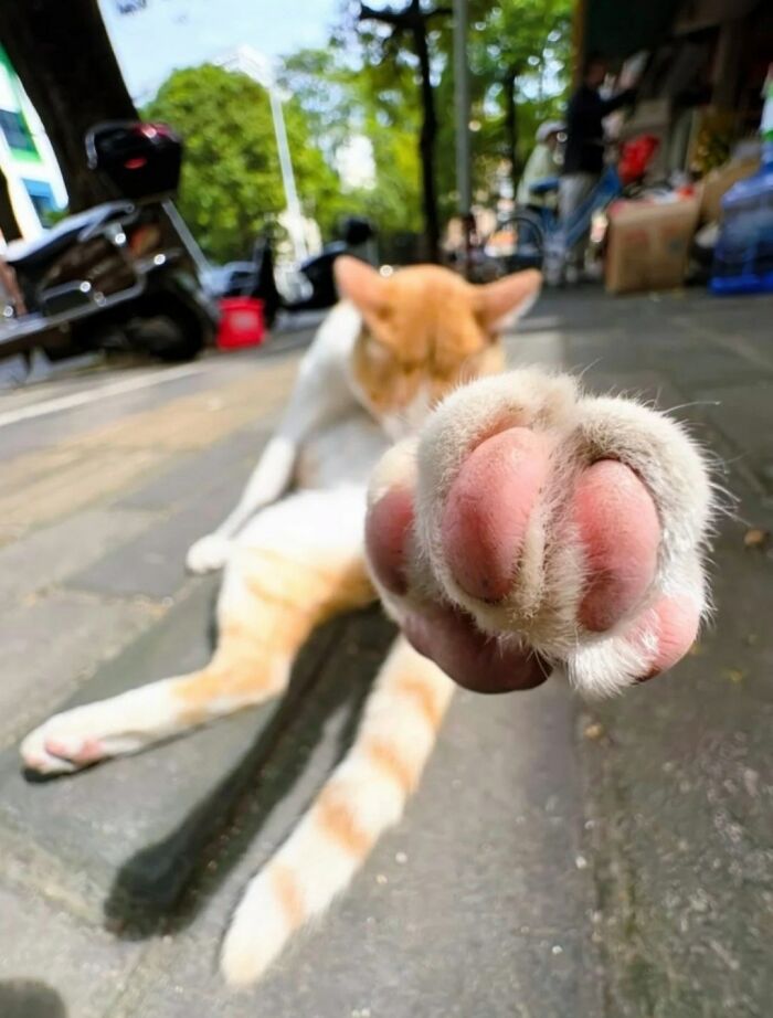 Close-up of a cat's paw with pink pads extended, showcasing the natural comedic charm of cats outdoors.