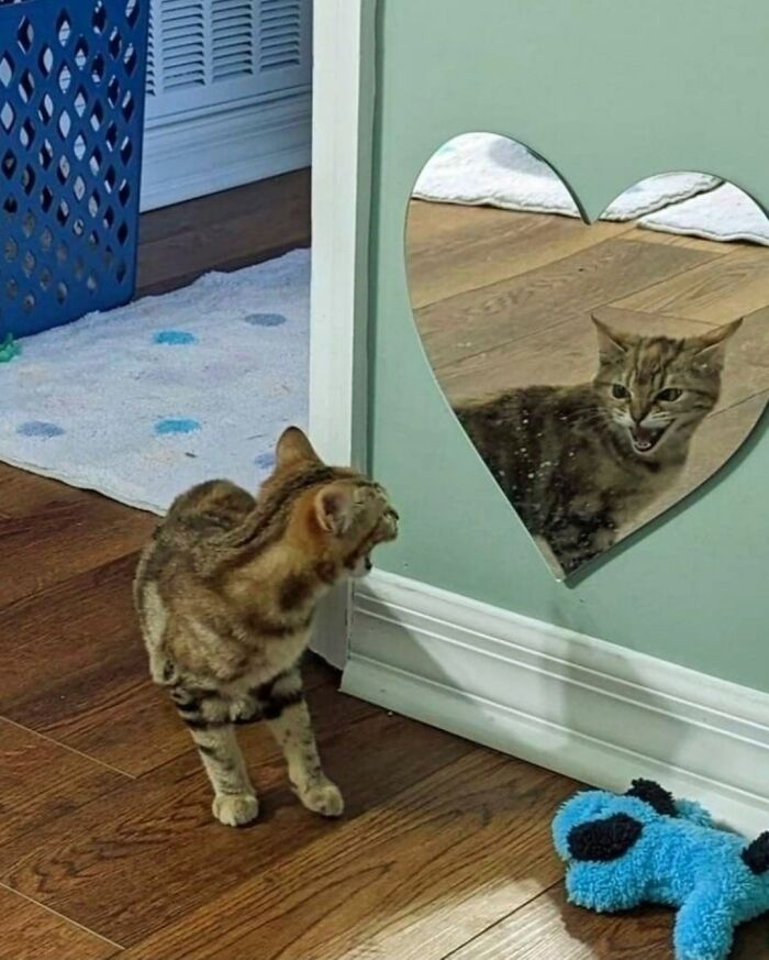 Tabby cat making a funny face in a heart-shaped mirror, showcasing natural cat comedians in a home setting.