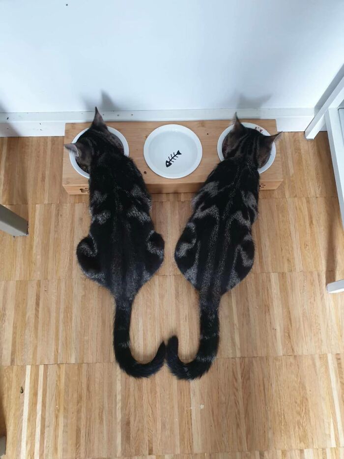 Two tabby cats eating side by side with tails curled together, showcasing natural comedians in playful feeding moment.