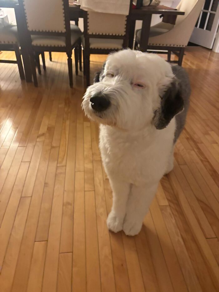 Fluffy dog with black and white fur standing on hardwood floor indoors in a funny and cute dog photo.