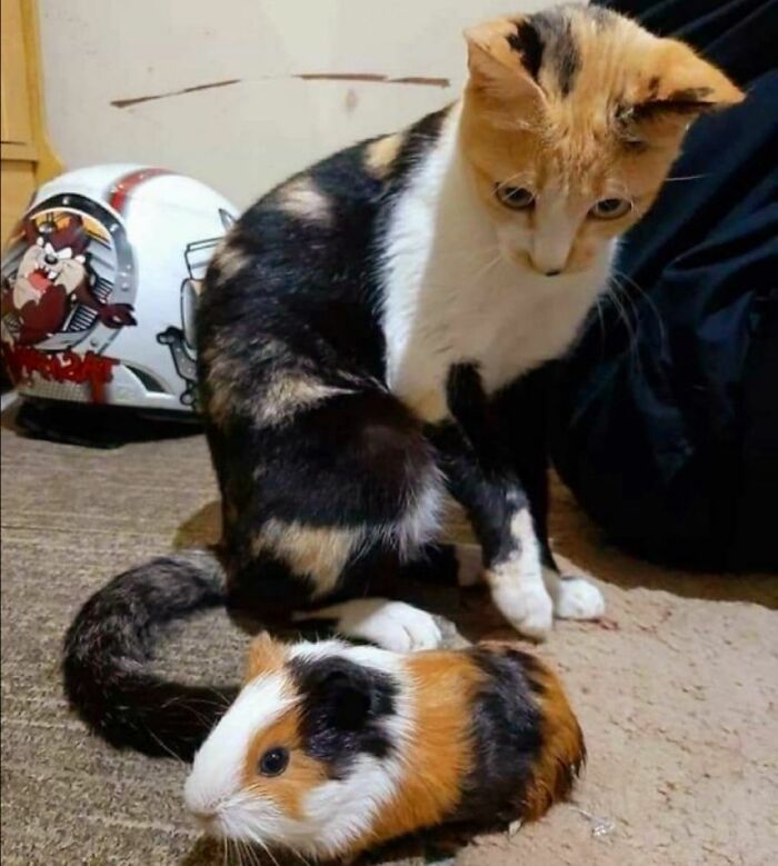 Calico cat curiously watching a guinea pig, showcasing natural comedic interaction between pets.