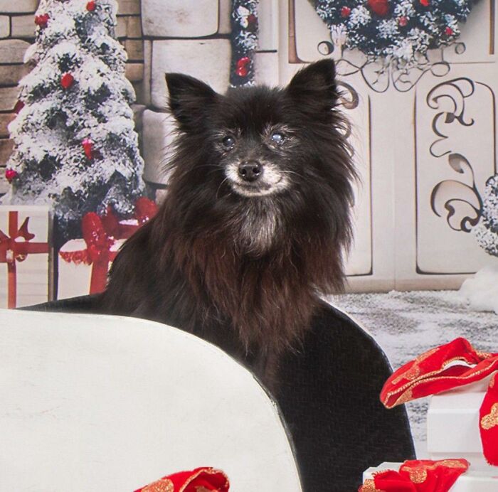 Senior dog with black fur in a festive setting at a sanctuary for senior dogs with golden residents.