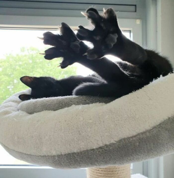 Black cat stretching paws while resting in a cozy cat bed, showcasing natural comedian behavior and relaxed posture.
