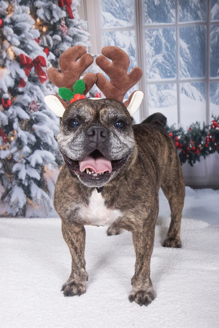 Senior dog wearing reindeer antlers posing in a festive winter scene with snow and decorated Christmas tree background
