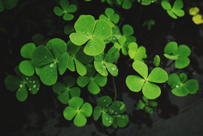 Close-up of green clover leaves with water droplets, highlighting moments so ridiculous people thought they were being pranked.